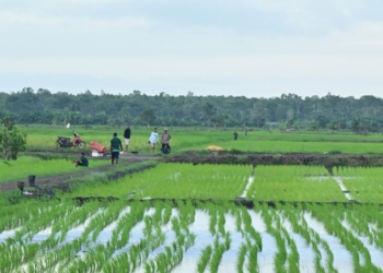 Presiden Saksikan Penggunaan Drone untuk Tabur Pupuk di Persawahan Merauke