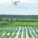 Presiden Saksikan Penggunaan Drone untuk Tabur Pupuk di Persawahan Merauke