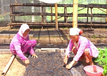 UMK Binaan Grup MIND ID Sukses Hadirkan Metode Otomasi pada Pertanian Muara Enim