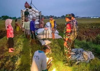 BULOG Siapkan Serapan Gabah 300.000 Ton Jelang Panen Raya 2025