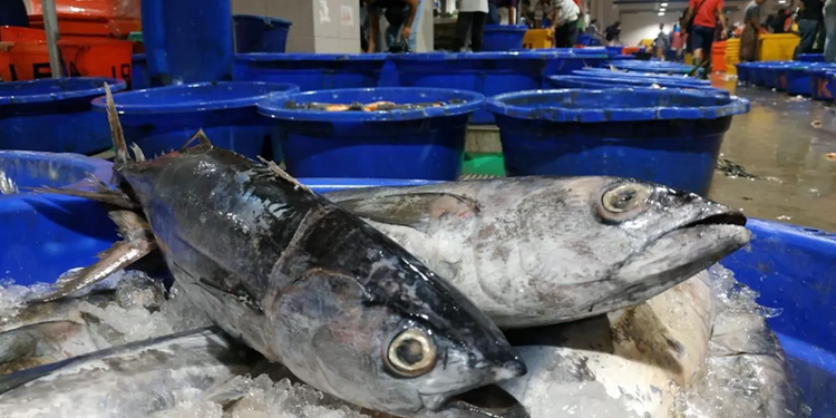 Perikanan Indonesia Amankan Pasokan Ikan Jelang Lebaran 2025, Ini Strateginya