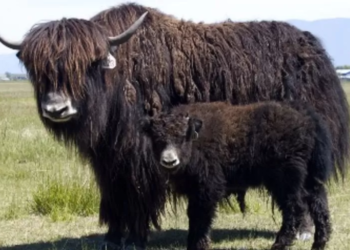 Bayi Yak Kloning Pertama Lahir di Xizang, China, Menandai Kemajuan Bioteknologi