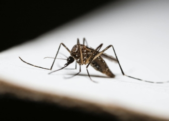 Ribuan Nyamuk Dijatuhkan dari Drone ke Hutan Hawaii untuk Lindungi Burung