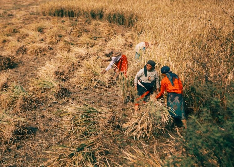 Kenaikan harga gabah kering panen tidak dirasakan merata oleh seluruh petani di Indonesia.
