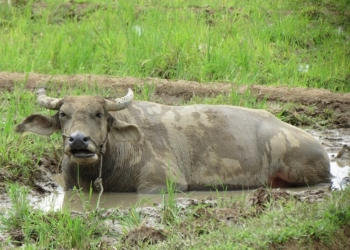 Pesta Laut dan Pemotongan Kerbau: Simbol Kekuatan dan Harapan bagi Masyarakat Desa Sedari