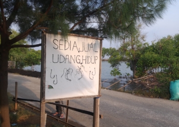Toko Udang dan Kepiting Pak Wandi Menyediakan Hasil Laut di Malam Hari