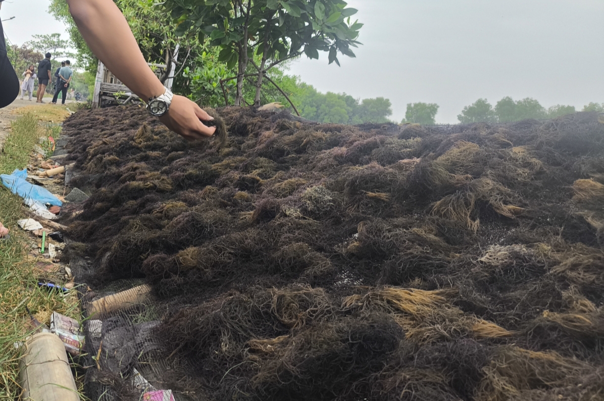 Tantangan Bisnis Rumput Laut: Strategi Petani Karawang Hadapi Risiko Cuaca dan Rendahnya Harga