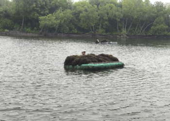Petani Rumput Laut Terhimpit Cuaca dan Harga Murah