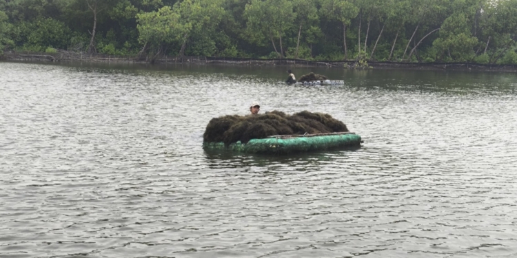 Petani Rumput Laut Terhimpit Cuaca dan Harga Murah