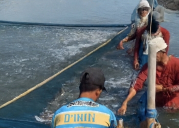 Sinergi Rumput Laut dan Ikan Bandeng Tingkatkan Produktivitas Tambak