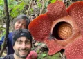 Dua Bunga Rafflesia Raksasa Mekar Bareng di Rejang Lebong