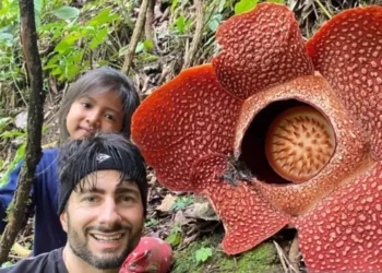 Dua Bunga Rafflesia Raksasa Mekar Bareng di Rejang Lebong