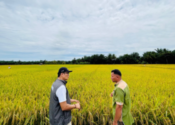 BULOG Genjot Penyerapan Gabah dan Beras Nasional Sejak Awal 2026
