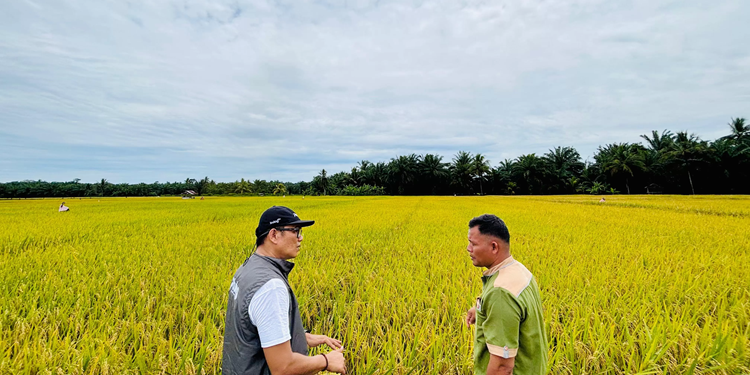 BULOG Genjot Penyerapan Gabah dan Beras Nasional Sejak Awal 2026