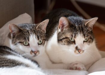 Jangan Asal Beri Nasi ke Kucing, Ini Risiko Kesehatannya Menurut Pakar