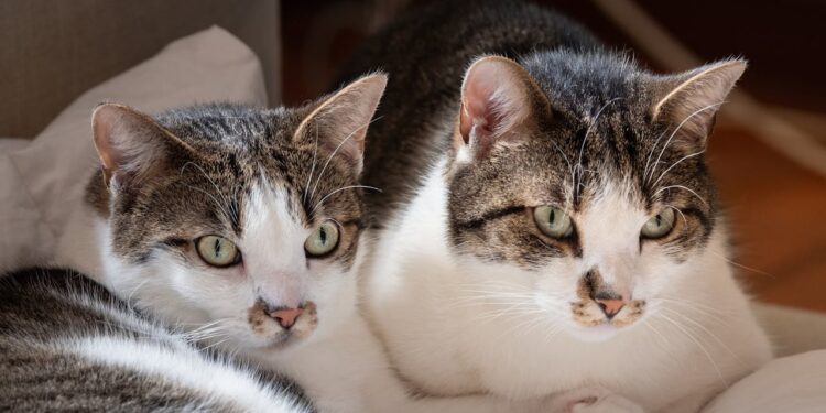 Jangan Asal Beri Nasi ke Kucing, Ini Risiko Kesehatannya Menurut Pakar