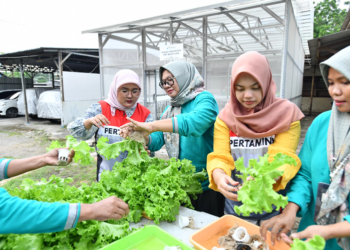 Revolusi Hijau di Cilegon: KWT Wahid Sapa Kelola Hidroponik Bertenaga Surya Binaan Pertamina