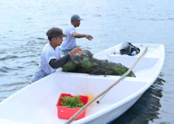 Dampak Ekonomi TJSL PLN 2025: Serap 34 Ribu Tenaga Kerja dan Jangkau 700 Ribu Warga