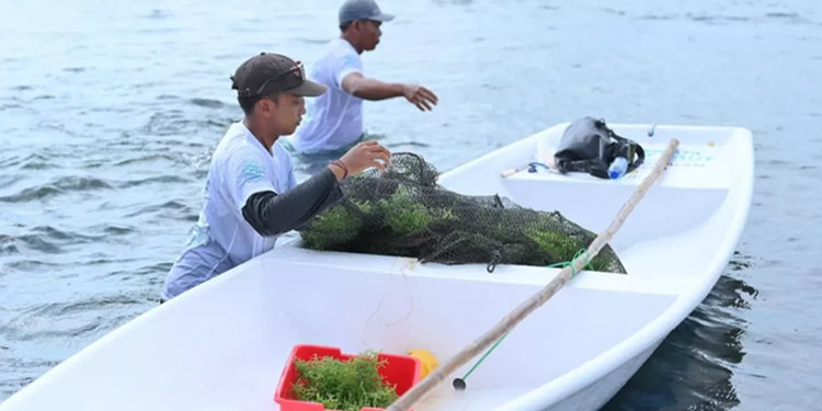 Dampak Ekonomi TJSL PLN 2025: Serap 34 Ribu Tenaga Kerja dan Jangkau 700 Ribu Warga