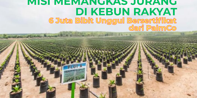Misi Memangkas Jurang di Kebun Rakyat, PalmCo Bagikan 6 Juta Bibit Unggul Bersertifikat