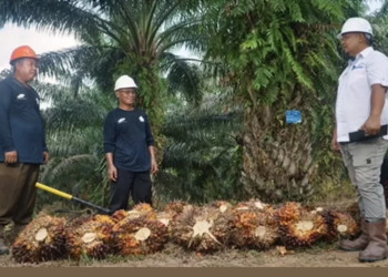 Miniatur Indonesia di Kebun Sawit: PTPN IV PalmCo Kelola 55 Suku Bangsa demi Ketahanan Energi