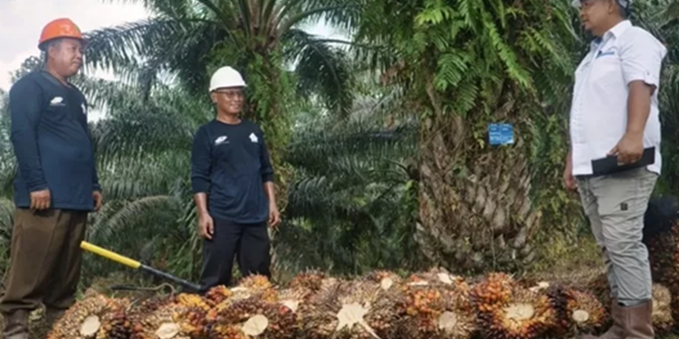 Miniatur Indonesia di Kebun Sawit: PTPN IV PalmCo Kelola 55 Suku Bangsa demi Ketahanan Energi