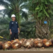 Miniatur Indonesia di Kebun Sawit: PTPN IV PalmCo Kelola 55 Suku Bangsa demi Ketahanan Energi