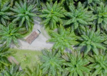 PalmCo Perluas 44 Ribu Hektare Sawit Berkelanjutan di Riau, Garap Skema Organik