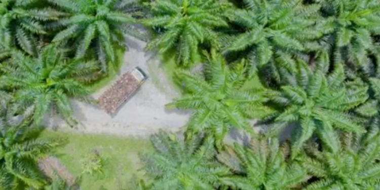 PalmCo Perluas 44 Ribu Hektare Sawit Berkelanjutan di Riau, Garap Skema Organik