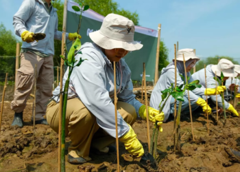 Cegah Abrasi Pesisir Semarang, Telkom Terjunkan Relawan Karyawan Tanam Mangrove