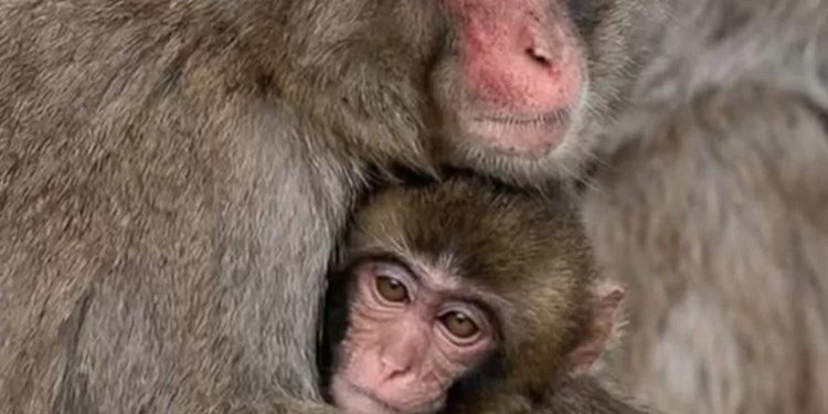 Kisah Bayi Monyet Punch: Dari Penolakan Induk hingga Pelukan Kawanan di Ichikawa