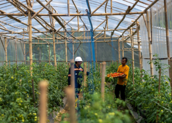 Pertanian Sirkular ANTAM: Ubah Lahan Tidur Kalongliud Jadi Lumbung Ekonomi Desa