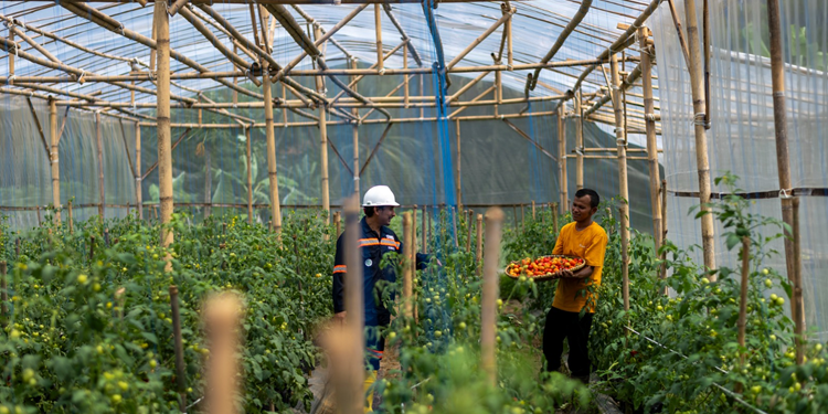 Pertanian Sirkular ANTAM: Ubah Lahan Tidur Kalongliud Jadi Lumbung Ekonomi Desa