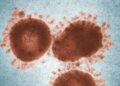 Virus Nipah Ditemukan di Hewan Indonesia, Ungkap Peneliti BRIN