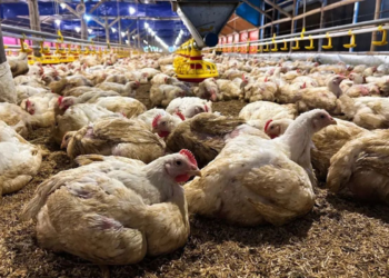 Arab Saudi Larang Impor Unggas RI: Isu Flu Burung Hambat Ekspor, Produk Olahan Jadi Solusi