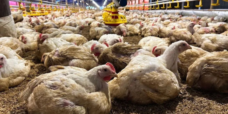 Arab Saudi Larang Impor Unggas RI: Isu Flu Burung Hambat Ekspor, Produk Olahan Jadi Solusi