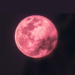 Fenomena Astronomi April 2026: Jadwal Pink Moon hingga Puncak Hujan Meteor Lyrid Tertua