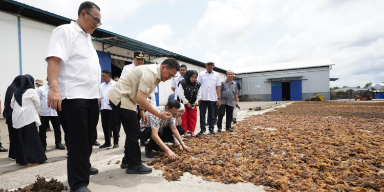 Kemendag Ekspor Rumput Laut Maros ke Tiongkok: Optimalkan Resi Gudang dan Desa BISA Ekspor