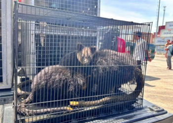 KM Sinabung Pulangkan Satwa Sitaan ke Papua: PELNI Perketat Pengawasan Jalur Penyelundupan Laut