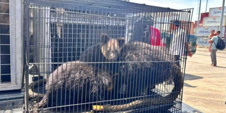 KM Sinabung Pulangkan Satwa Sitaan ke Papua: PELNI Perketat Pengawasan Jalur Penyelundupan Laut