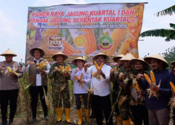 Perkuat Swasembada, BULOG Siap Serap Hasil Panen Raya Jagung di Blora