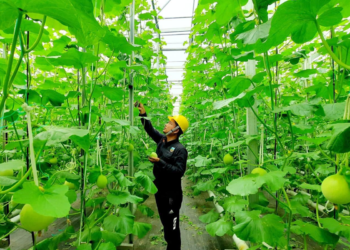 Beyond Electricity: Pertamina Optimalkan Panas Bumi untuk Kopi dan Ekonomi Rakyat