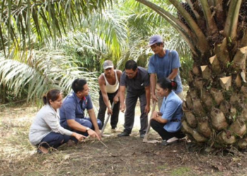 PalmCo Pimpin Pendampingan PSR Nasional, Dongkrak Produktivitas Kebun Sawit Rakyat