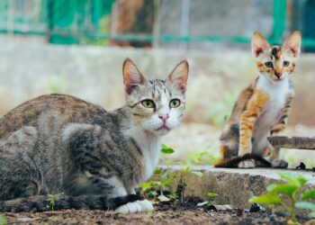 Bukan Sekadar Empati, Ini 5 Alasan Kucing Mendekat Saat Kita Menangis