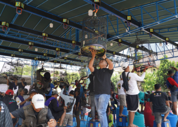 Mendag Budi Santoso Pacu Ekonomi Komunitas Lewat Festival Burung Berkicau dan Bazar UMKM