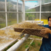 Sikat Asap Sawah, Petani PALI Sulap Limbah Jerami Jadi Omzet Jutaan Rupiah