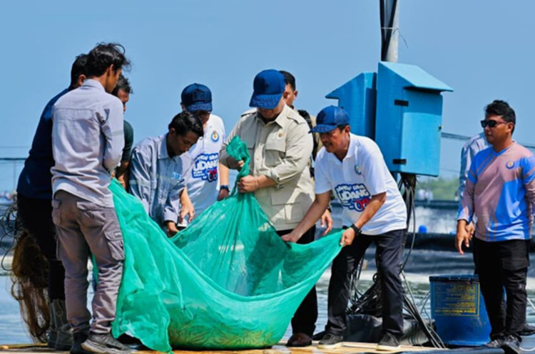 Presiden Prabowo Subianto memantau langsung kualitas udang vannamei hasil panen di Kebumen. (Foto: Urbancity/Pool/Dok. BPMI Setpres).