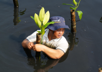 Perkuat Pesisir Jakarta, DSLNG Tanam 175 Mangrove di Angke Kapuk