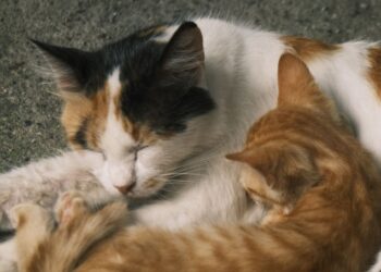 3 Perilaku Kucing yang Sering Dikira Lucu, Padahal Sinyal Stres