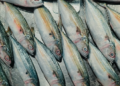 Investasi Sehat Urban: Rahasia Ikan Kembung Kalahkan Salmon